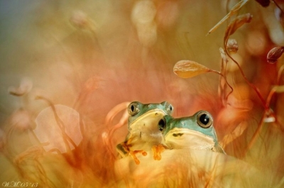 macro-frogs-wil-mijer-13-710x471.jpg