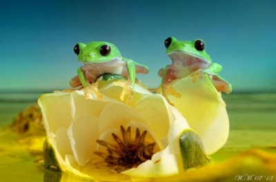 macro-frogs-wil-mijer-15-710x471.jpg