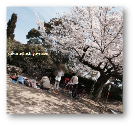 桜　芦屋霊園