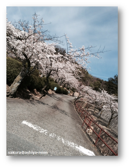 芦屋霊園　桜