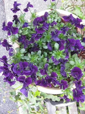 紫ビオラ