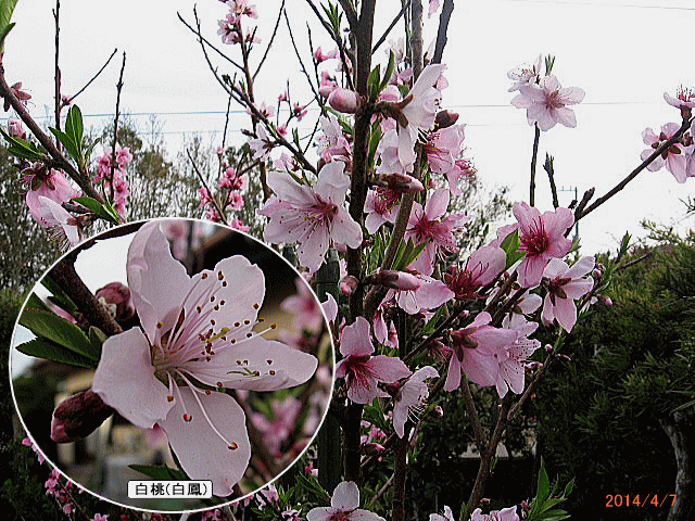 趣味の園芸談話室 桃の花が満開