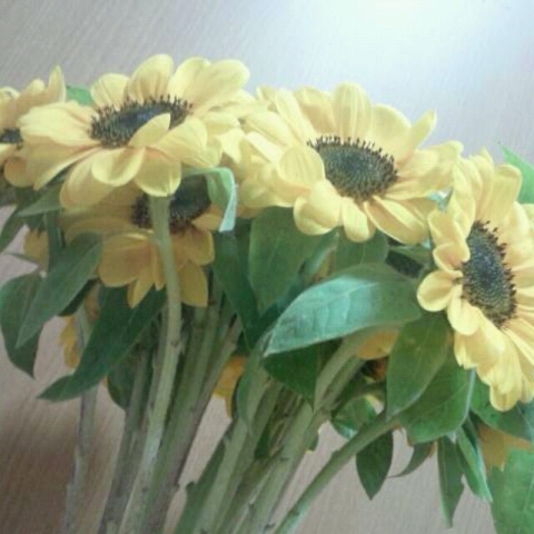Sunflower (12)