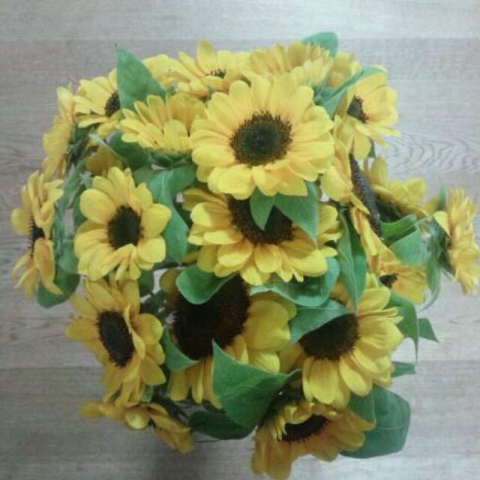 Sunflower (8)