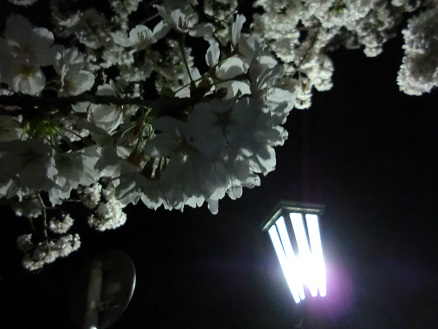 夜桜 (7)