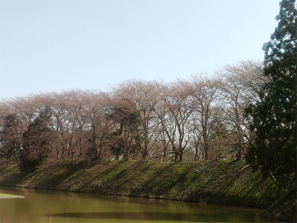 霞城公園　桜　2014/4