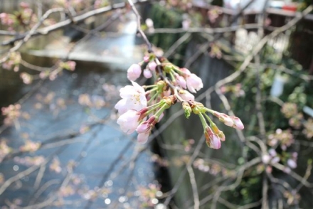 3月28日　目黒川の桜2229