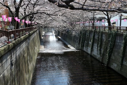 3月28日　目黒川の桜2230