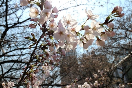 3月28日　目黒川の桜2234