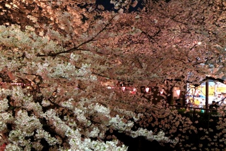 3月31日　目黒川の桜2241