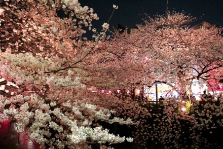 3月31日　目黒川の桜2242