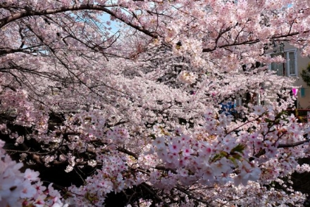4月1日　目黒川の桜2253