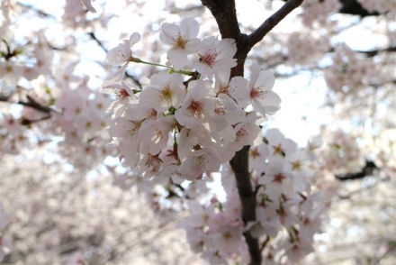 4月1日　目黒川の桜2249