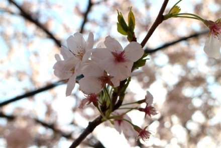 4月1日　目黒川の桜2250
