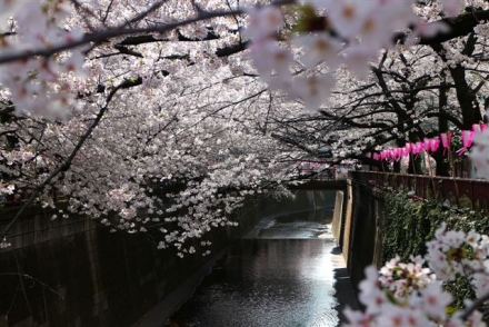 4月1日　目黒川の桜2251