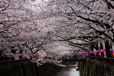 4月1日　目黒川の桜2252