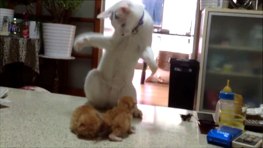 【動画】 2匹の子猫の前でふしぎな踊りをする猫さん 【紹介】
