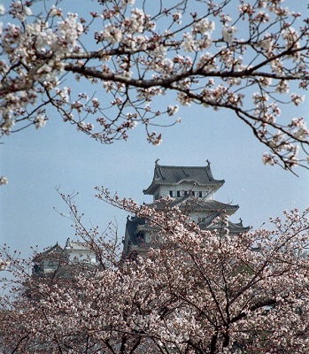 2001-4　姫路城　桜-3-1jpg