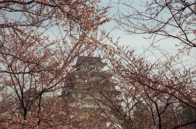 2001-4　姫路城　桜-16jpg