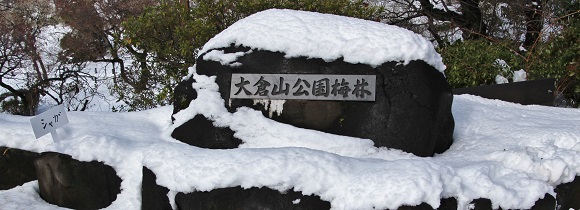 雪の大倉山公園梅林