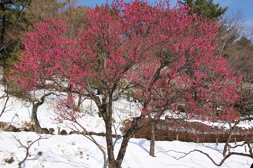 雪の中に咲く八重の紅梅