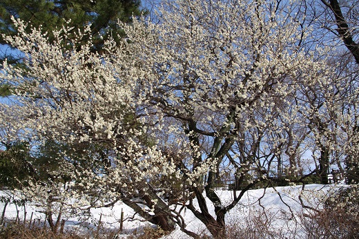 雪の中に咲く八重の白梅