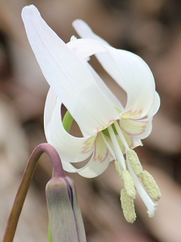 白花カタクリの花弁の模様