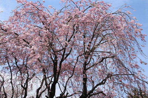 教会の枝垂れ桜