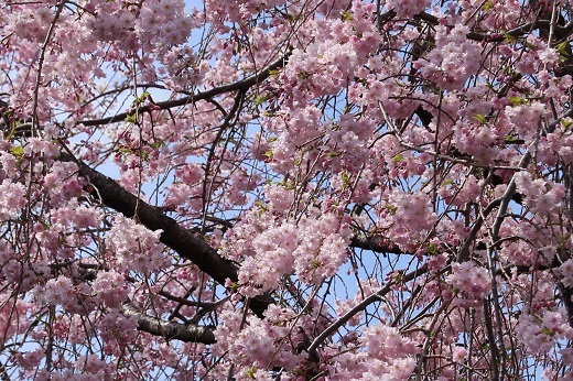 八重の枝垂れ桜
