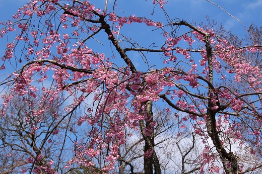 紅枝垂れ桜１