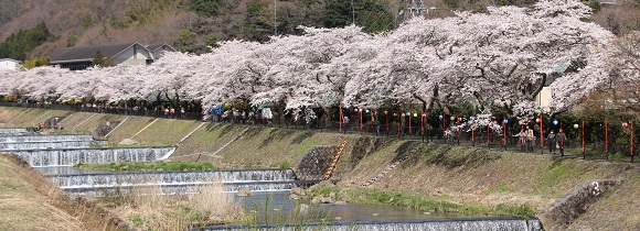「宮城野早川堤」の桜