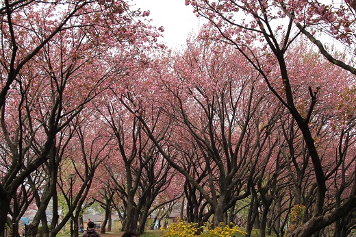 カーボン山の八重桜１