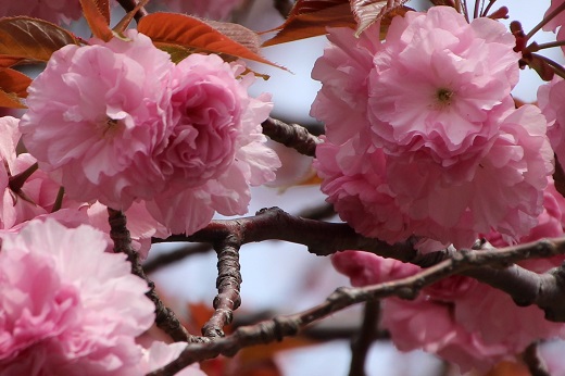 八重桜のフリル１