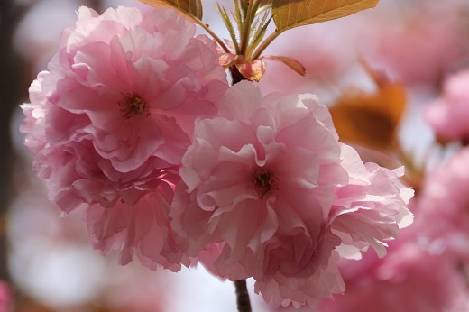 八重桜のフリル２