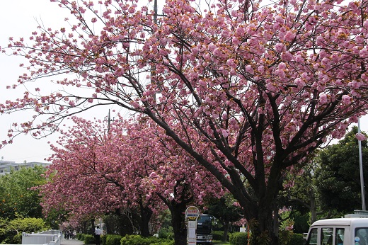 太尾新道の八重桜並木１