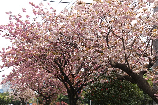 太尾新道の八重桜並木２