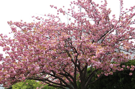 ピンク色の八重桜１