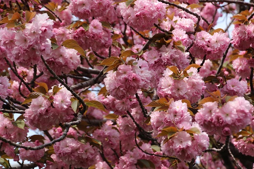 ピンク色の八重桜２