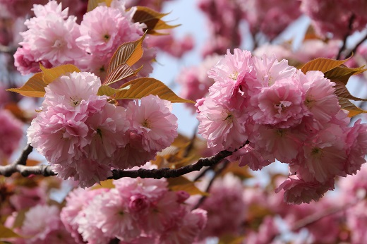 ピンク色の八重桜３