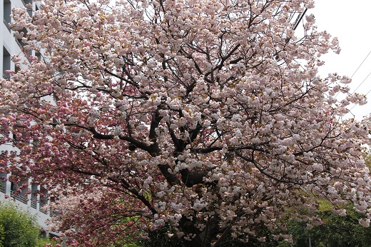 ごく淡いピンク色の八重桜１