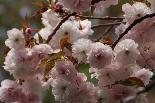 ごく淡いピンク色の八重桜２
