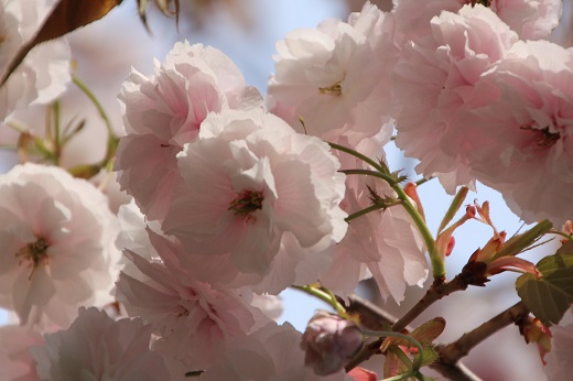 ごく淡いピンク色の八重桜３