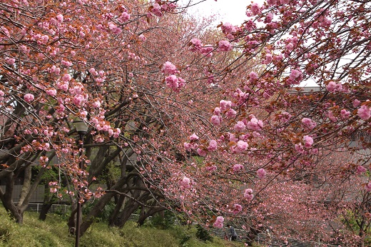 カーボン山の八重桜３