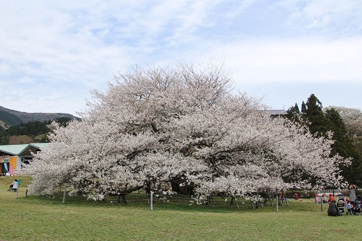大島桜「湖畔の一本桜」１