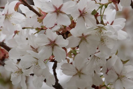大島桜「湖畔の一本桜」２