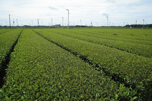 牧ノ原台地の茶畑