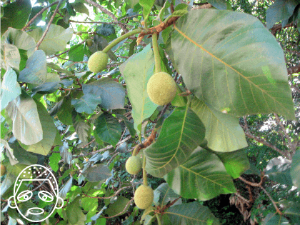 コタキナバルのフルーツ、タラップ